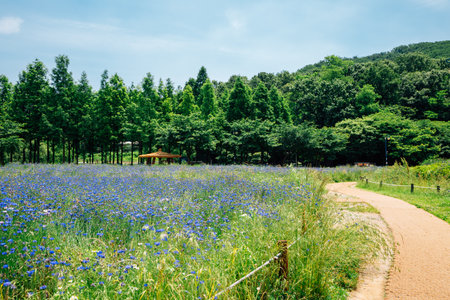 Cornflower field at Incheon Grand Park in Koreaのeditorial素材