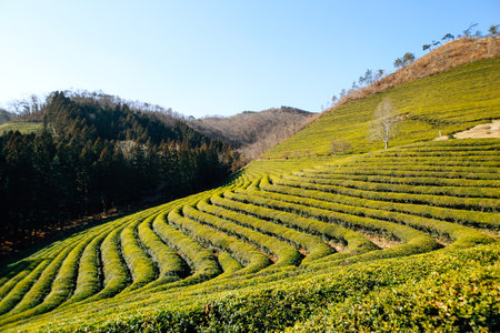 Boseong green tea field in Koreaのeditorial素材