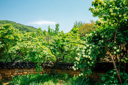 Jogyesan mountain Seonamsa Temple in Suncheon, Koreaのeditorial素材