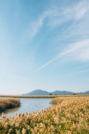 Suncheonman Bay wetland reed field at autumn in Suncheon, Koreaのeditorial素材