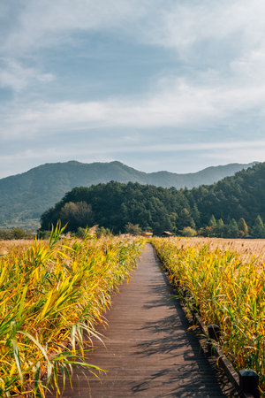 Suncheonman Bay wetland reed field walkway at autumn in Suncheon, Koreaのeditorial素材
