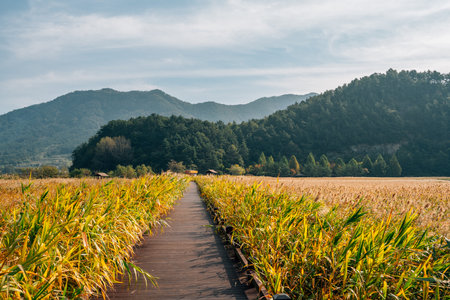 Suncheonman Bay wetland reed field walkway at autumn in Suncheon, Koreaのeditorial素材