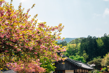Jogyesan mountain Seonamsa Temple at spring in Suncheon, Koreaのeditorial素材