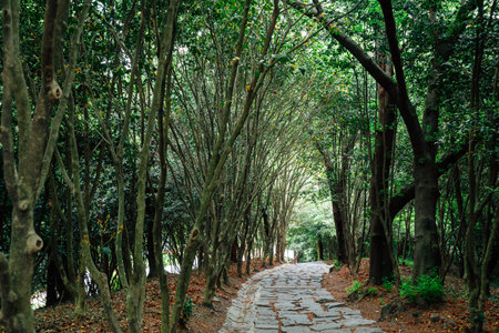 Jukdobong Park green forest in Suncheon, Koreaのeditorial素材
