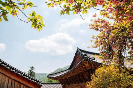 Jogyesan mountain Seonamsa Temple at spring in Suncheon, Koreaのeditorial素材