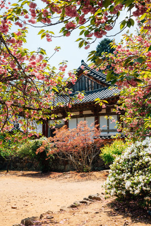 Jogyesan mountain Seonamsa Temple at spring in Suncheon, Koreaのeditorial素材