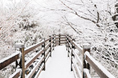 Snowy winter Hallasan mountain 1100 highland in Jeju Island, Koreaのeditorial素材