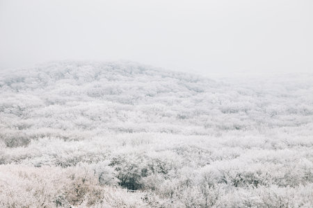 Snowy winter Hallasan mountain 1100 highland in Jeju Island, Koreaのeditorial素材