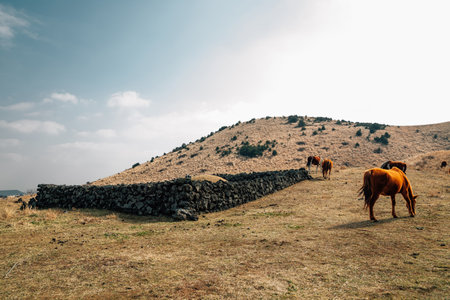 Horses on dry grass field at Yongnunioreum volcanic cone in Jeju Island, Koreaのeditorial素材