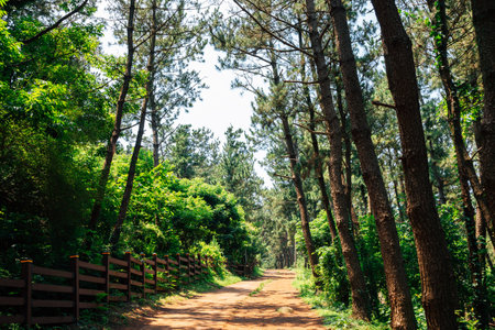 Songaksan Mountain green forest road in Jeju Island, Koreaのeditorial素材