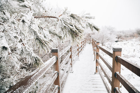 Snowy winter Hallasan mountain 1100 highland in Jeju Island, Koreaのeditorial素材