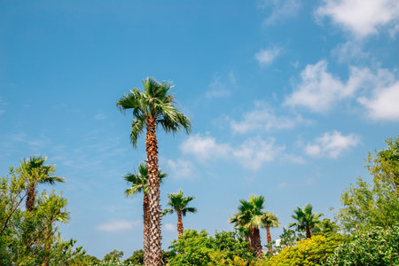 Seobok park, tropical palm trees in Jeju Island, Koreaのeditorial素材