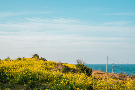 Yellow rape flowers and sea, Jeju Olle Trail route 17 in Jeju island, Koreaのeditorial素材