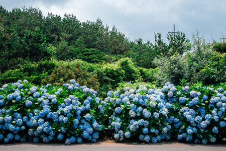 Jongdal-ri hydrangea flowers road in Jeju Island, Koreaのeditorial素材