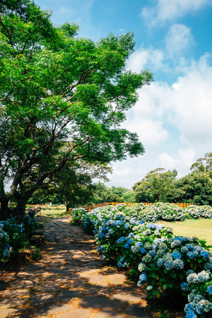 Honinji Pond hydrangea flower garden in Jeju Island, Koreaのeditorial素材