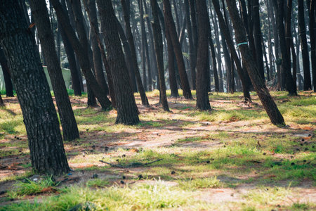 Pine tree forest at Chunjangdae Beach in Seocheon, Koreaのeditorial素材
