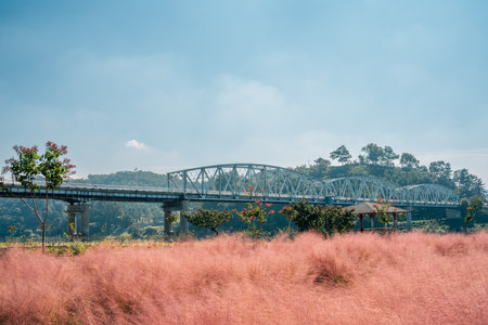 Mir island Pink muhly grass field and Gongsanseong fortress in Gongju, Koreaのeditorial素材