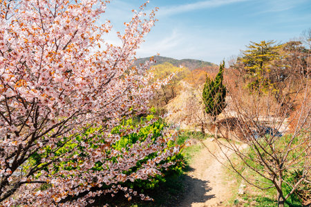 Pink cherry blossoms and nature view at Gaesimsa Temple in Seosan, Koreaのeditorial素材