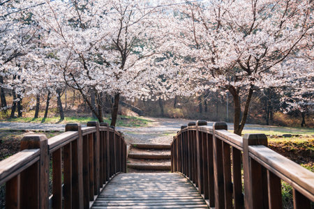 Cherry blossoms forest at Huirisan Natural Recreation Forest in Seocheon, Koreaのeditorial素材