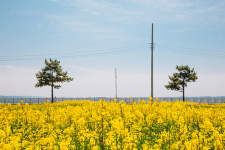 Yellow rape flower field in Seosan, Koreaのeditorial素材