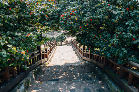 Maryang-ri Camellia Forest in Seocheon, Koreaのeditorial素材