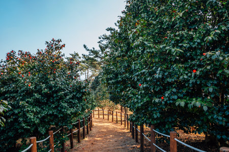 Maryang-ri Camellia Forest in Seocheon, Korea