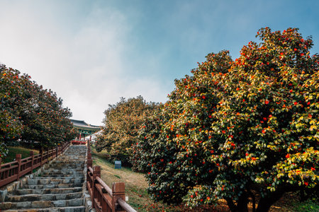 Maryang-ri Camellia Forest in Seocheon, Koreaのeditorial素材