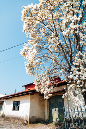 Pangyo old town at spring in Seocheon, Koreaのeditorial素材
