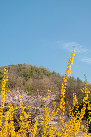 Spring of Sangdangsanseong Natural Recreational Forest in Cheongju, Koreaのeditorial素材