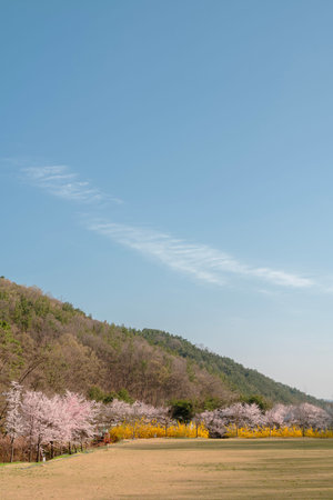 Cherry blossoms mountain at Sangdangsanseong Natural Recreational Forest in Cheongju, Koreaのeditorial素材