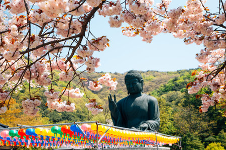 Buddha statue with cherry blossoms at Gakwonsa Temple in Cheonan, Koreaのeditorial素材