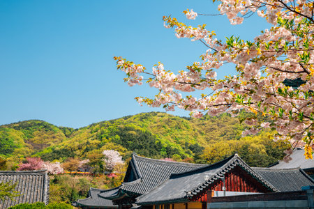 Gakwonsa Temple with cherry blossoms in Cheonan, Koreaのeditorial素材