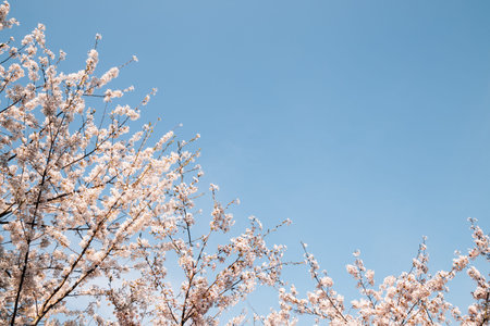 Spring cherry blossoms and blue skyのeditorial素材