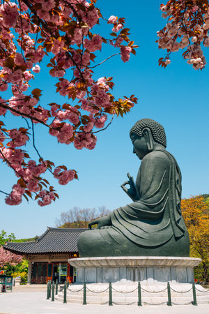 Buddha statue with cherry blossoms at Gakwonsa Temple in Cheonan, Koreaのeditorial素材