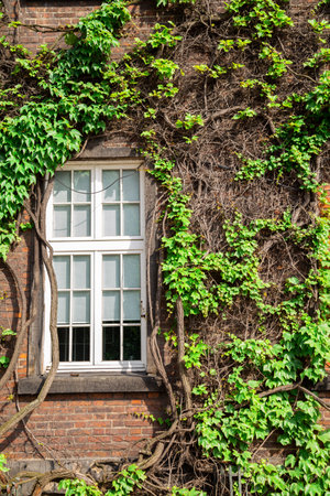 Window and green ivy vine plants wallのeditorial素材