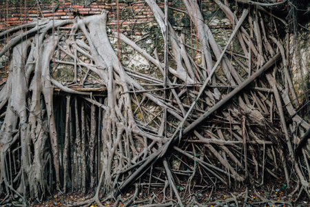 Anping Tree House, historical architecture in Tainan, Taiwanのeditorial素材