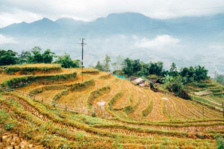 Muong Hoa Valley Terraced rice field in Sapa, Vietnamのeditorial素材