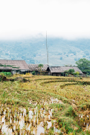 Terraced rice field and traditional house in Lao Chai, Sapa, Vietnamのeditorial素材