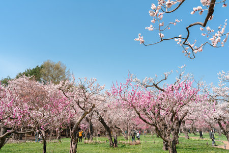 Maruyama park cherry blossom festival at spring in Sapporo, Hokkaido, Japanのeditorial素材