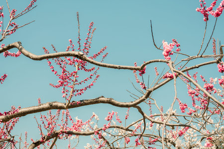 Pink flower with blue sky. Maruyama park in Sapporo, Hokkaido, Japan