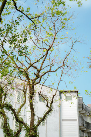White building and green tree in Taiwanのeditorial素材