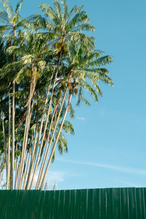 Taman Tasik Titiwangsa park, palm tree in Kuala Lumpur, Malaysiaのeditorial素材
