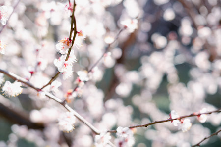 Geolmae Eco Park Plum blossom flower in Jeju island, Koreaのeditorial素材