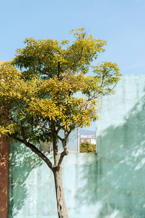 Green wall and tree minimal in Jeju island, Koreaのeditorial素材