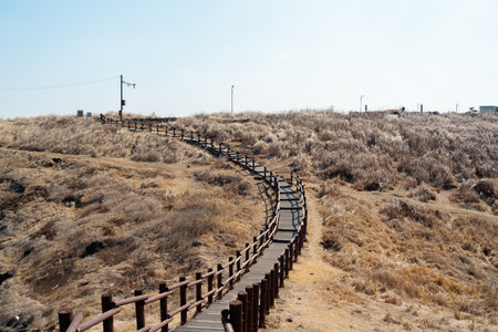 Dakmeor reed field wooden deck road, olle trail in Jeju island, Koreaのeditorial素材
