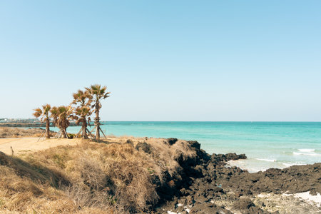 Hamdeok Beach with palm tree in Jeju island, Koreaのeditorial素材
