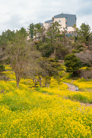 Eongdeongmul Valley canola flower field at spring in Jeju island, Koreaのeditorial素材