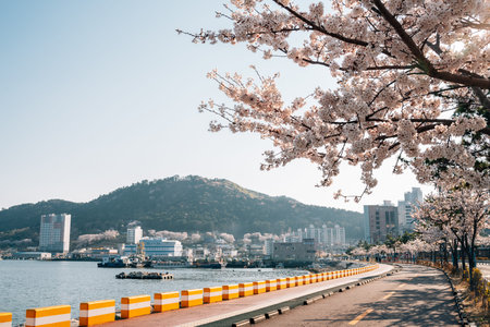 Changwon, Korea - April 4, 2022 : Jinhaeru beach park spring cherry blossoms road at Jinhae...