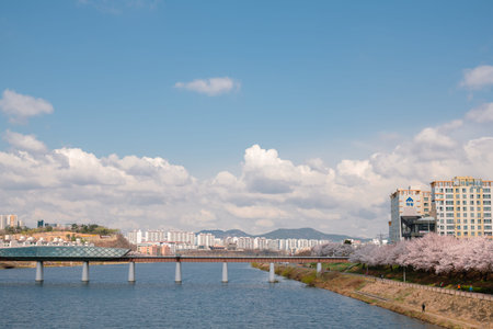 Daegu, Korea - April 1, 2022 : Ayang bridge and riverside park with cherry blossoms