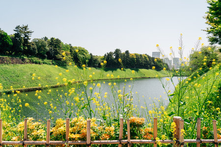 Chidoriga-fuchi Park at spring in Tokyo, Japanのeditorial素材